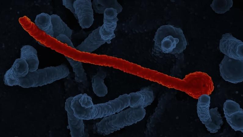 Eletromicrografia do vírus Ebola - (crédito: NIAID / Wikimedia Commons)