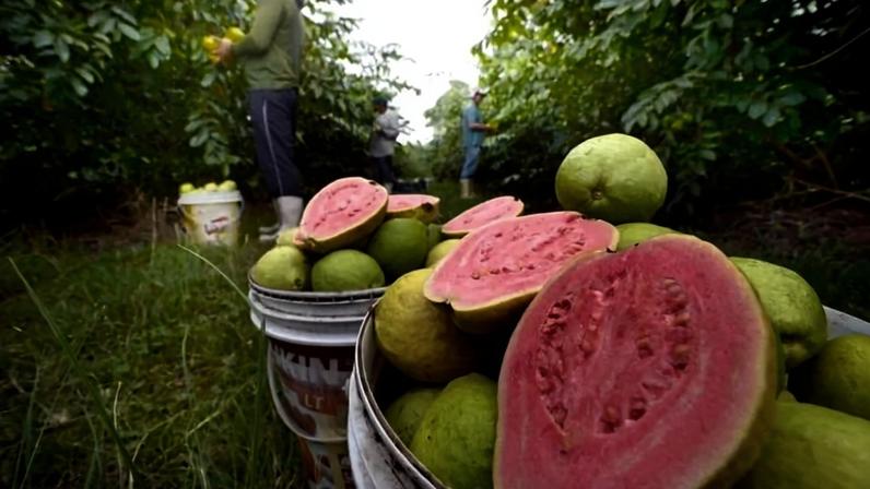 Colheita de goiaba em Brazlândia, no DF: fruta é barata e pode ser encontrada, inclusive, em muitas ruas de Brasília - (crédito: Ed Alves/CB/DA.Press)