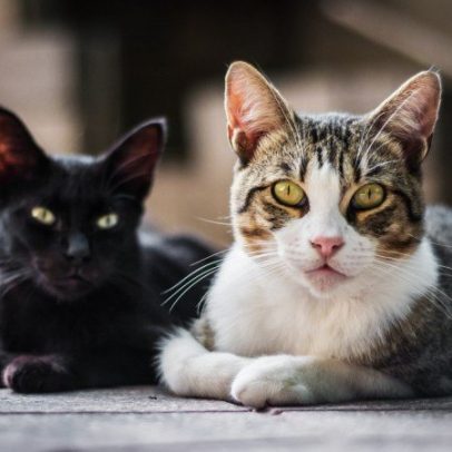 Cores dos gatos: mito ou genética? entenda o que dizem os estudos