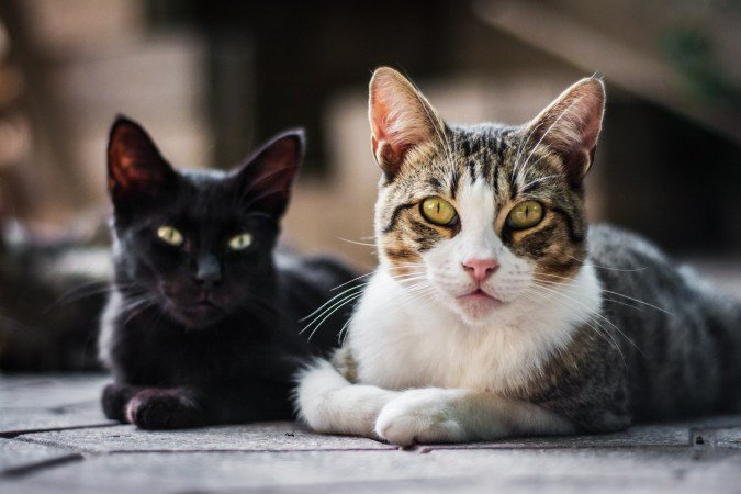 Mitos sobre cores de gatos associam pelagens a personalidades ou sorte - (crédito: Freepik)