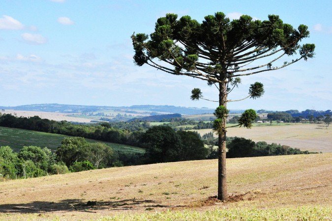Worsleya procera, uma das espécies ameaçadas e protegida pelo acervo do Royal Botanic Gardens, nos Estados Unidos - (crédito: Luiz Maffei/Divulgação )