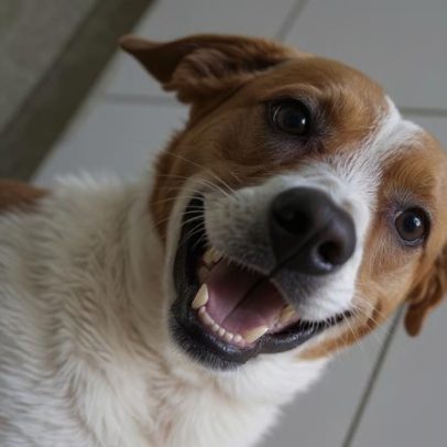 GDF na Sua Porta oferece castração gratuita de cães e gatos