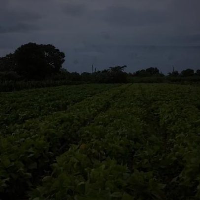 Governo pretende aprovar nesta quarta a PL de renegociação de dívidas rurais