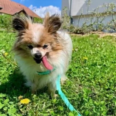 Cachorro considerado o mais velho do mundo morre aos 30 anos