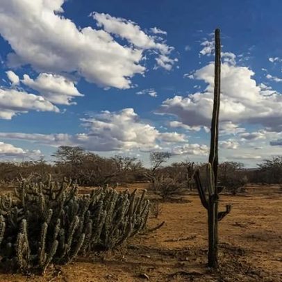 Senado aprova PL com diretrizes para recuperação da Caatinga