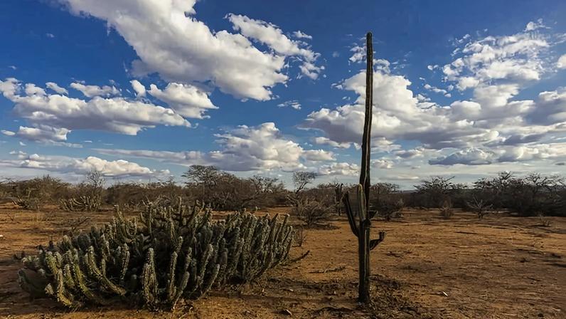 Caatinga abrange quase 11% do território nacional, cobrindo áreas de todos os estados nordestinos e chegando ao norte de Minas Gerais, no Sudeste - (crédito: Giancarlo Zorzin)