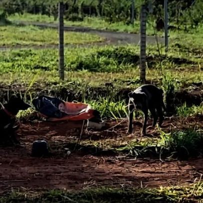 Cães abandonados amarrados são encontrados em frente ao Parque Tororó