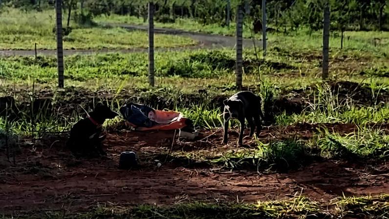 Os animais estavam amarrados a um ferro preso ao chão, sem água ou comida - (crédito: Reprodução)