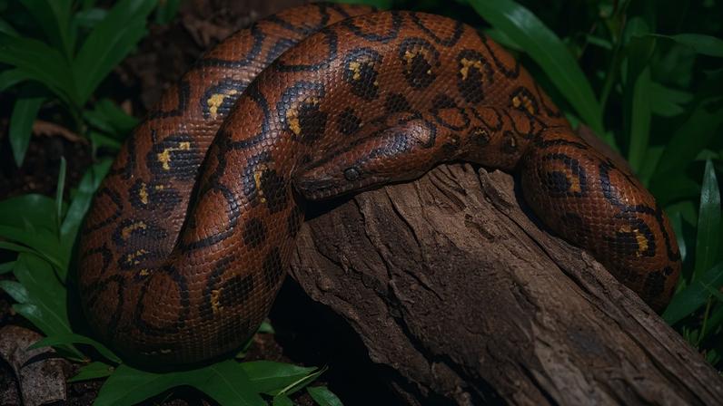 Diferentemente de outras jiboias, que podem atingir cerca de três metros antes da maturidade sexual, a jiboia arco-íris torna-se adulta com aproximadamente um metro de comprimento - (crédito: Reprodução / Animalia)