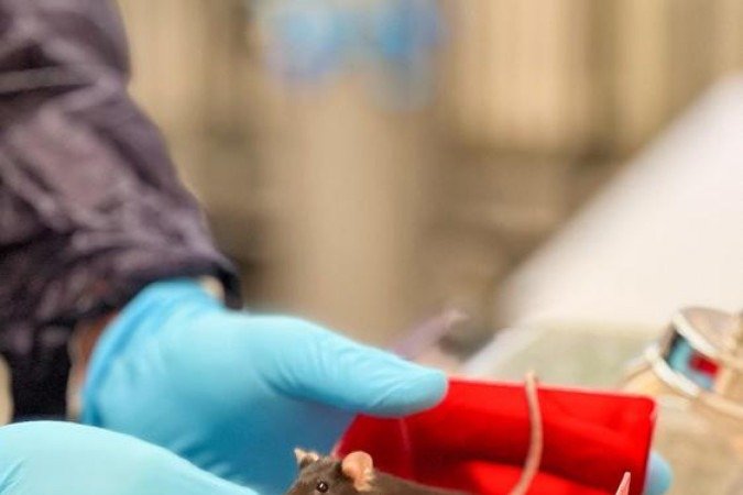 Técnica de edição mira mutação em gene - (crédito: Universidade de Zurique/Divulgação )