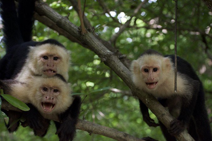 Macacos-pregos selvagens foram objeto do estudo por 33 anos - (crédito: Susan Perry / Universidade da Califórnia, Los Angeles)