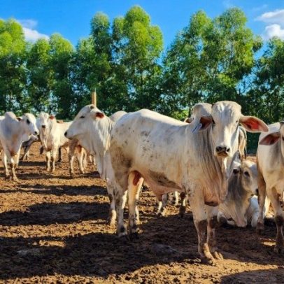 UE barra importações de carne do Brasil em nova lista sanitária