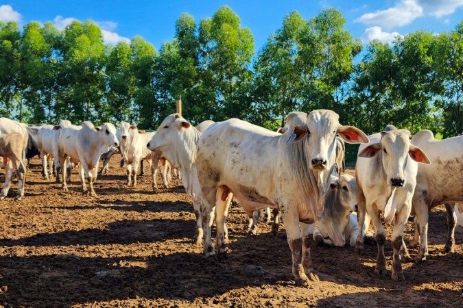 Em 2025, o Brasil vendeu US$ 1,8 bilhão em carnes bovina e de frango ao bloco, que reúne 27 países