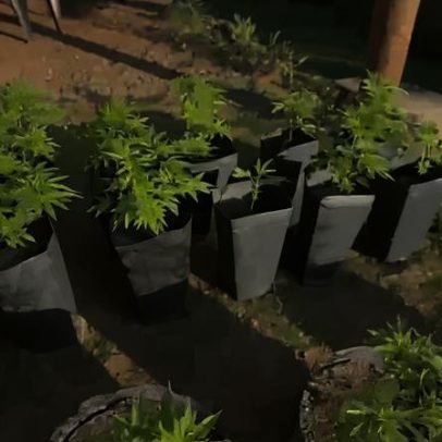 Grupo é preso no DF por plantação de maconha e laboratório