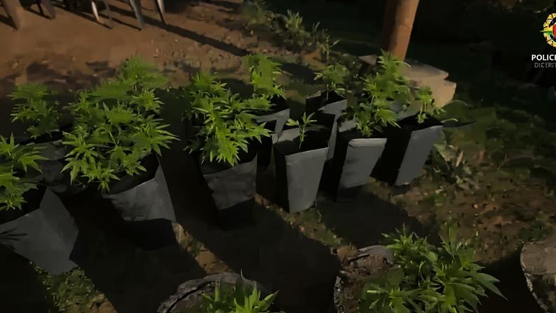 PMDF desarticula plantação de maconha e laboratório de refino no Lago Oeste - (crédito: PMDF/Divulgação)