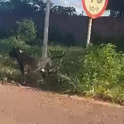 Pitbull solto preocupa moradores na Ponte Alta