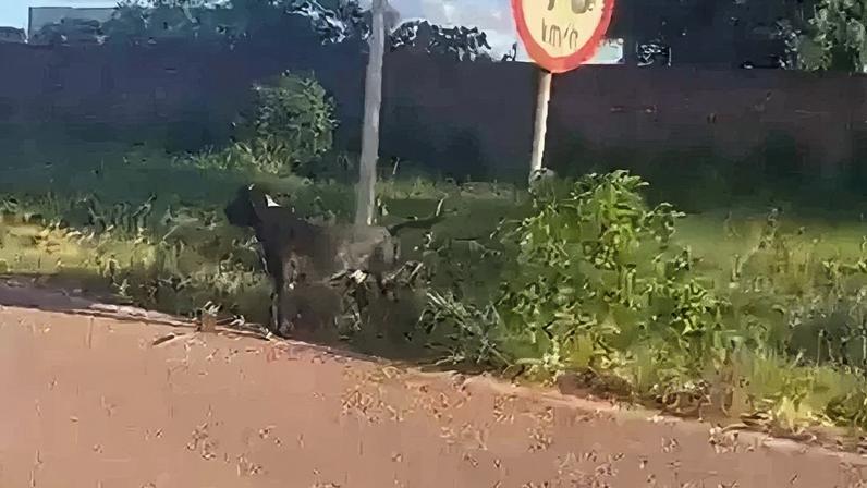 Presença constante de um pitbull solto é motivo de preocupação entre moradores da Ponte Alta - (crédito: Ponte Alta News )