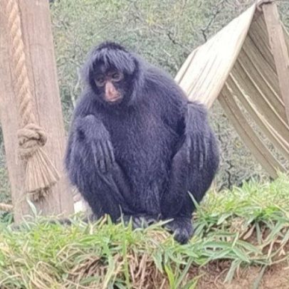 Juninho, novo macaco-aranha do Zoo de Brasília, procura par