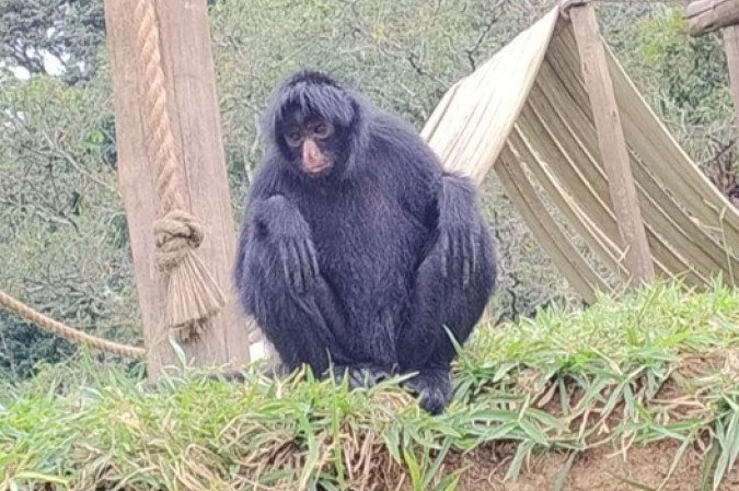 Macaco prego Juninho irá se encontrar com uma parceira após período de quarentena - (crédito: Divulgação/Zoológico de Brasília)
