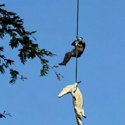 Crocodilo voador que matou empresário é capturado