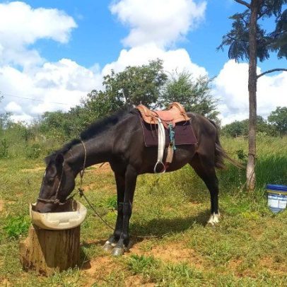 Cavalo de estimação Flecha é furtado em Itapoã