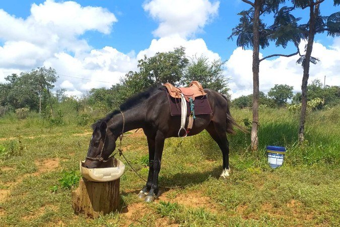 Letícia Lenon afirma que Flecha é conhecido na região por ser o único cavalo preto da área - (crédito: Cedido ao Correio )