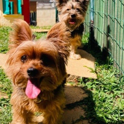 Ansiedade dos tutores impacta bem-estar dos pets, diz estudo