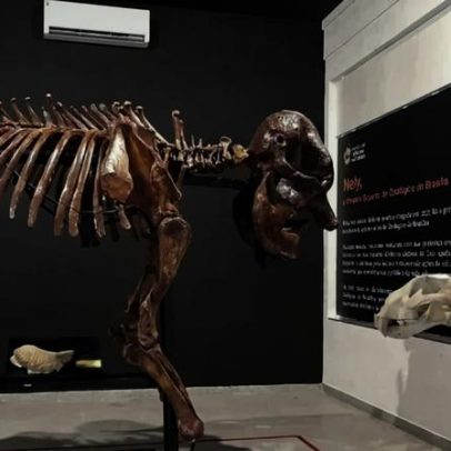 Zoológico de Brasília reinaugura Museu de Ciências Naturais com novas peças