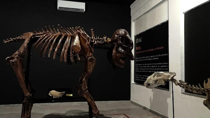 Zoológico de Brasília reinaugurou o Museu de Ciências Naturais