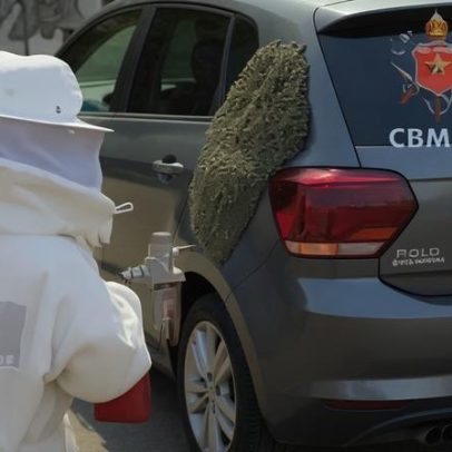 Motorista surpreendido por enxame migratório de abelhas no Recanto