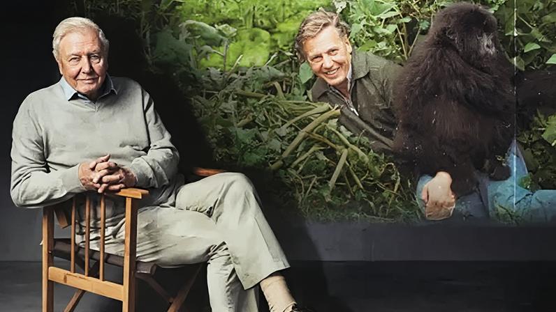 David Attenborough sits in front of a TV screen showing a still from the series Life on Earth which shows him as a younger man smiling next to two gorillas in the jungle.