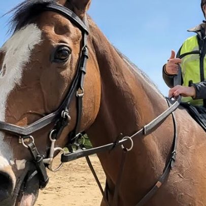 Ex-cavalo de corrida de Fergie aproveita aposentadoria com praias e cerveja