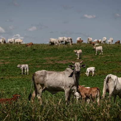Carne brasileira fica fora da lista de fornecedores da UE, risco ao comércio