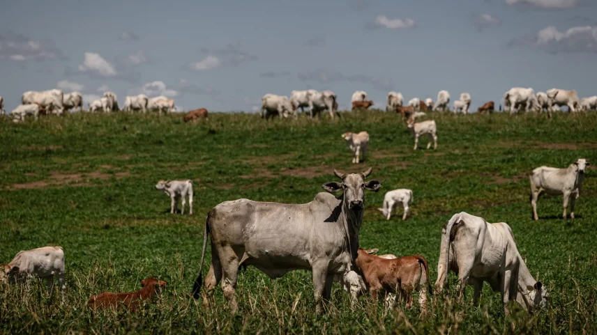 Cattle graze on a ranch in Pindamonhangaba, Sao Paulo state, Brazil.
