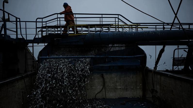 Anchovies are sucked into an anchovy boat during a fishing task off the coast of Lima.