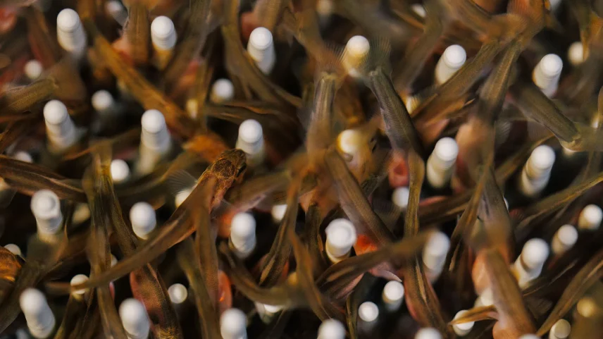 Salmon hatchlings at Atlantic Sapphire’s aquaculture facility in Homestead, Florida.
