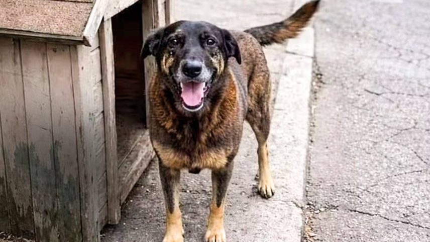 BARBARIDADE - O cão comunitário da Praia Brava (SC): agonizando embaixo de um carro após uma brutal agressão
