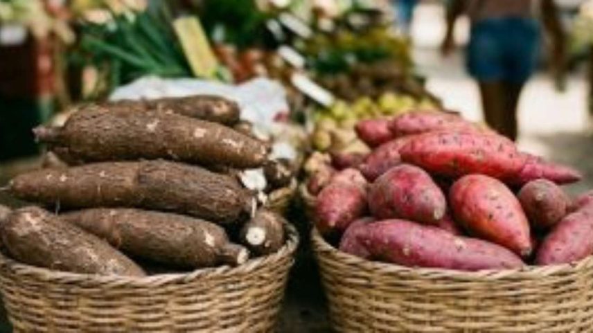 Macaxeira ou batata-doce?