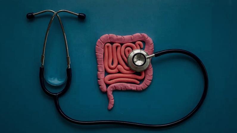 O intestino exerce papel fundamental na imunidade, na absorção de nutrientes e na qualidade de vida.