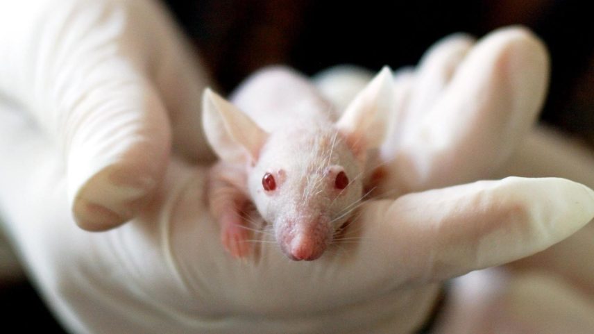 Paraná confirma dois casos de hantavírus e investiga outros 11