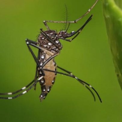 Butantan recebe autorização para produzir vacinas contra chikungunya