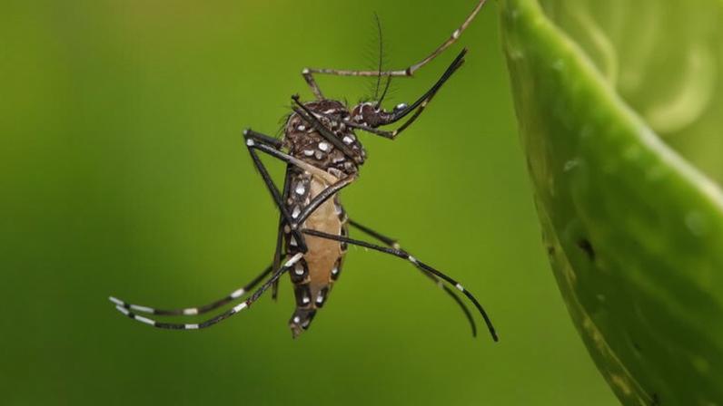 Brasil enfrenta tríplice epidemia do zika vírus, dengue e febre chikungunya – Foto: Muhammad Mahdi Karim/Wikimedia Commons