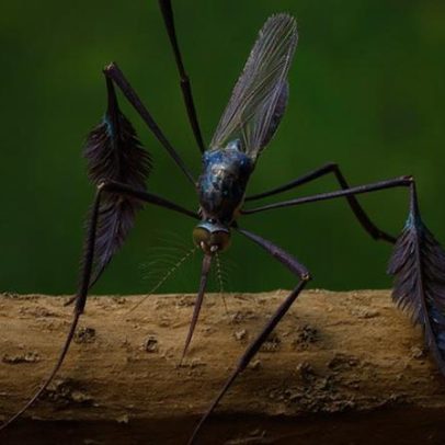 Monitoramento de primatas pode conter novos surtos de febre amarela
