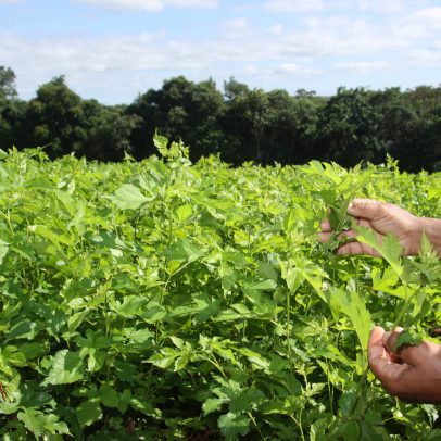 Medida provisória que concedia crédito extra à agricultura familiar caduca