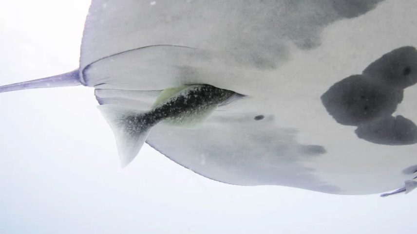 Imagem registrada por pesquisadores mostra um peixe parcialmente escondido na cloaca de uma arraia-manta — Foto: Reprodução Smithsonian/Bryant Turffs/Marine Megafauna Foundation