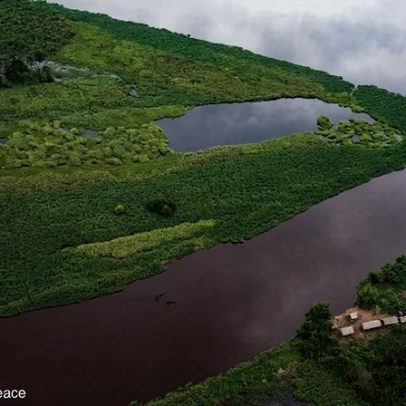 Agricultura impulsiona perda de pântanos tropicais na Indonésia, Peru e RD Congo