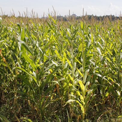 Chuvas de abril afetam safras de milho, soja e arroz