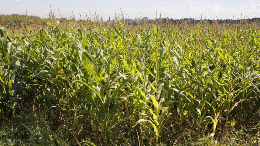 A semeadura da segunda safra do milho foi encerrada nos principais Estados produtores ainda em abril, consolidando o estabelecimento das lavoras para o ciclo de inverno