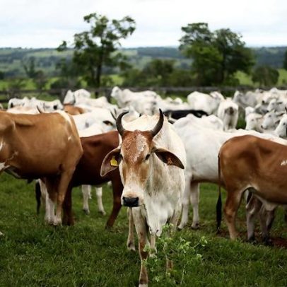 Rastreabilidade e certificação de carnes no Brasil: como funcionam