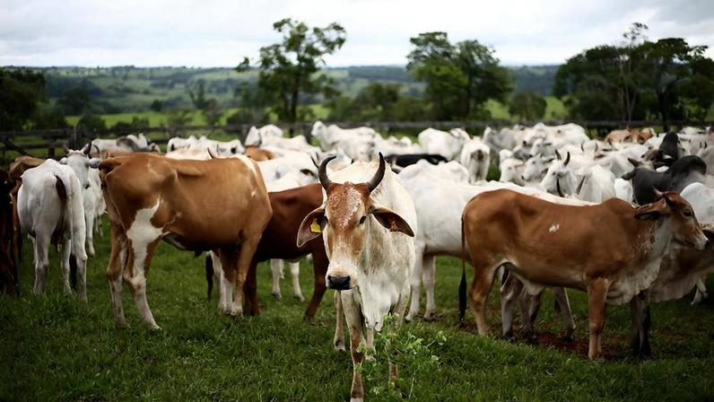 É importante garantir a rastreabilidade e a certificação da cadeia bovina para que o consumidor saiba qual foi o modelo de produção que originou seu alimento – Foto: Ministério da Agricultura e Pecuária